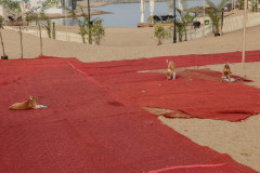 Indien_Travel_Bazaar_2024-27