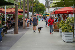Miami_Daylight_2022-43