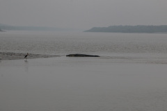 Indien_Krokodile_Budhha_Tempelruine_2024-10