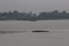 Indien_Krokodile_Budhha_Tempelruine_2024-11