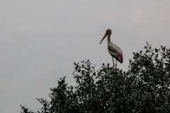 Indien_Krokodile_Budhha_Tempelruine_2024-13