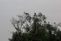 Indien_Krokodile_Budhha_Tempelruine_2024-14