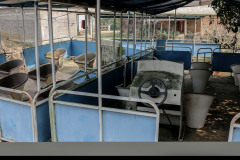 Indien_Krokodile_Budhha_Tempelruine_2024-18