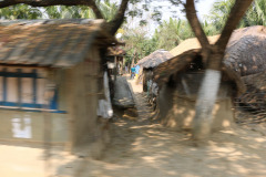 Indien_Krokodile_Budhha_Tempelruine_2024-22