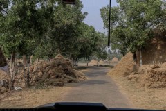 Indien_Krokodile_Budhha_Tempelruine_2024-31