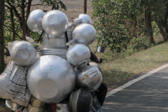 Indien_Krokodile_Budhha_Tempelruine_2024-36