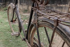 Indien_Krokodile_Budhha_Tempelruine_2024-4