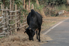 Indien_Krokodile_Budhha_Tempelruine_2024-41