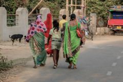 Indien_Krokodile_Budhha_Tempelruine_2024-42