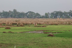 Indien_Krokodile_Budhha_Tempelruine_2024-48