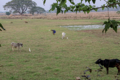 Indien_Krokodile_Budhha_Tempelruine_2024-49