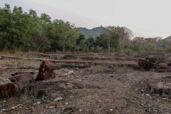 Indien_Krokodile_Budhha_Tempelruine_2024-53