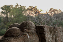 Indien_Krokodile_Budhha_Tempelruine_2024-54