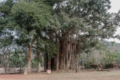 Indien_Krokodile_Budhha_Tempelruine_2024-56