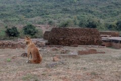 Indien_Krokodile_Budhha_Tempelruine_2024-73