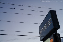 Postcard_Inn_StPete_2022-39