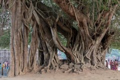 Indien_Hindu_Tempel_2024-115