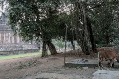 Indien_Hindu_Tempel_2024-122