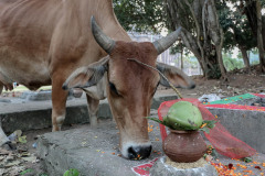 Indien_Hindu_Tempel_2024-123