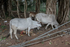 Indien_Hindu_Tempel_2024-129