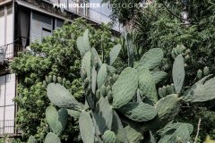 Tel_Aviv_2019-7058