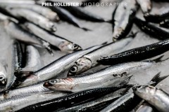 Valencia_byPhilHollister-2904